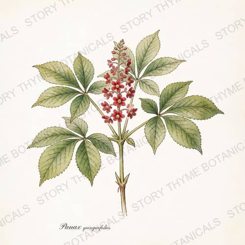 American Ginseng — a print from the Plant Library collection