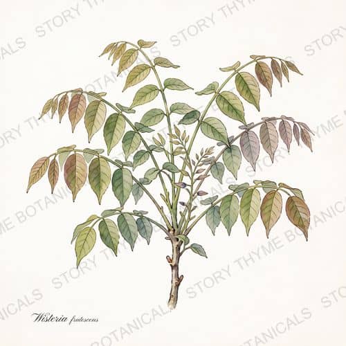 American Wisteria — a print from the Plant Library collection