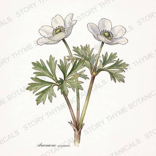 Windflower (Anemone) — a print from the Plant Library collection