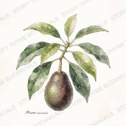Avocado — a print from the Plant Library collection