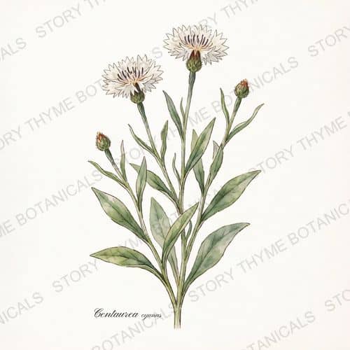 Bachelor's Button (Cornflower) — a print from the Plant Library collection