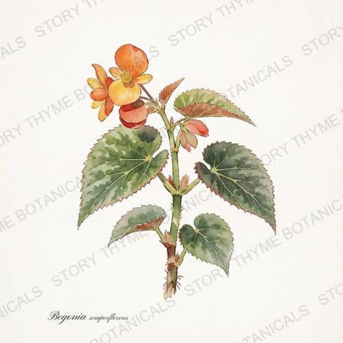 Wax Begonia — a print from the Plant Library collection