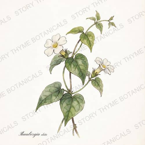 Black-Eyed Susan Vine — a print from the Plant Library collection