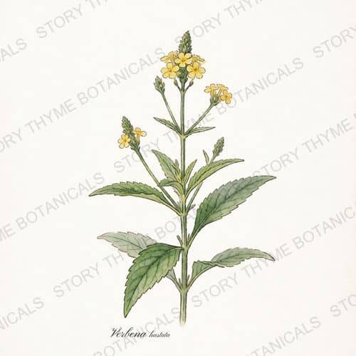 Blue Vervain — a print from the Plant Library collection