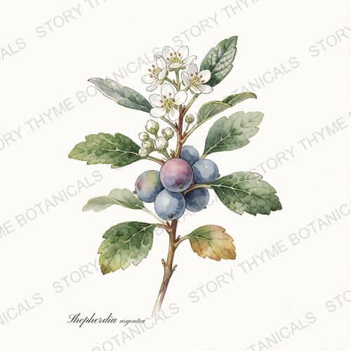 Silver Buffaloberry — a print from the Plant Library collection