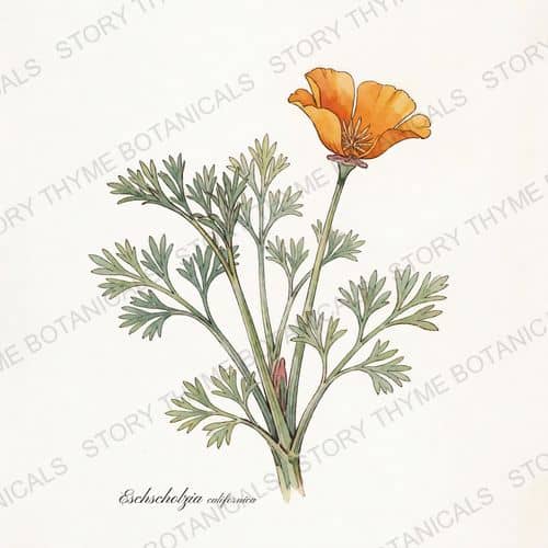 California Poppy — a print from the Plant Library collection