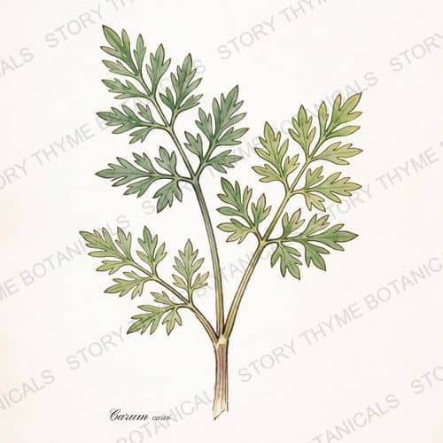 Caraway — a print from the Plant Library collection