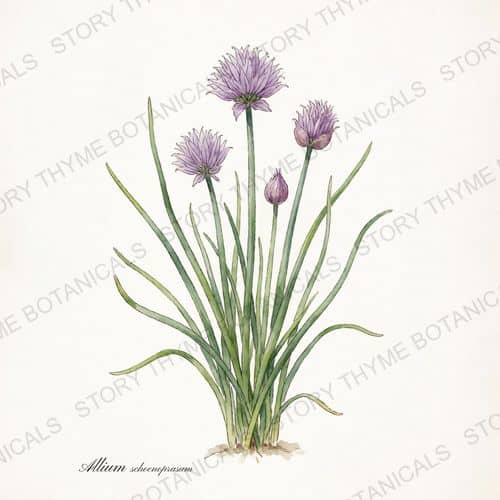 Chives — a print from the Plant Library collection