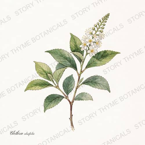 Summersweet — a print from the Plant Library collection