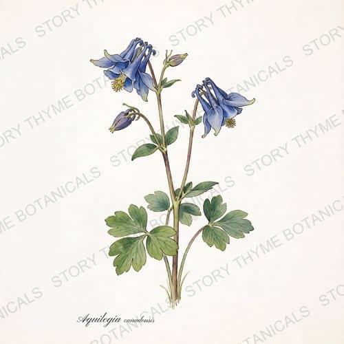 Columbine — a print from the Plant Library collection
