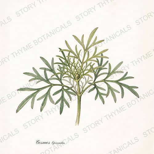 Cosmos — a print from the Plant Library collection