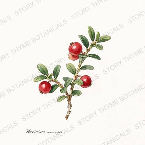 Cranberry — a print from the Plant Library collection