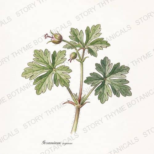 Hardy Geranium (Cranesbill) — a print from the Plant Library collection