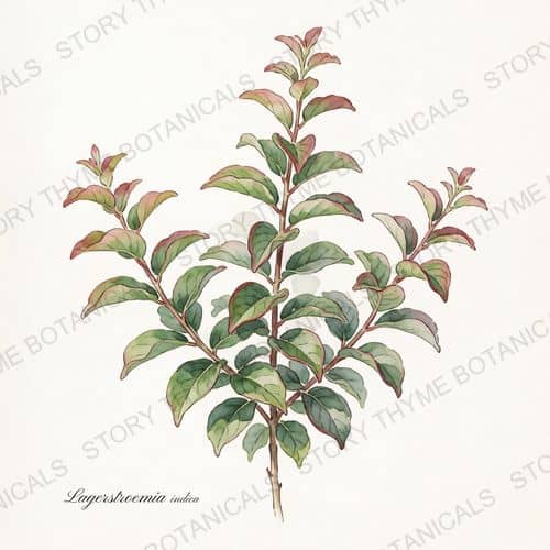 Crape Myrtle — a print from the Plant Library collection