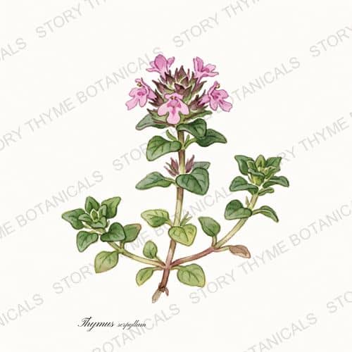 Creeping Thyme — a print from the Plant Library collection