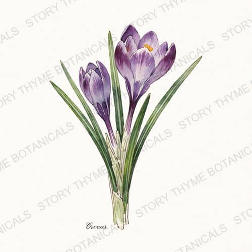 Crocus — a print from the Plant Library collection