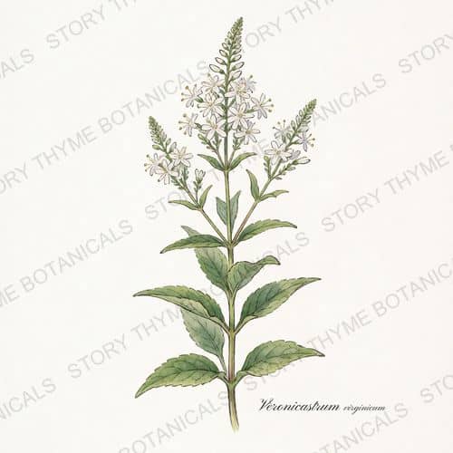 Culver's Root — a print from the Plant Library collection