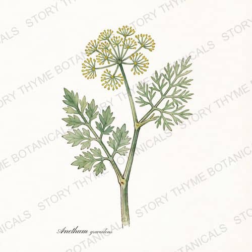 Dill — a print from the Plant Library collection