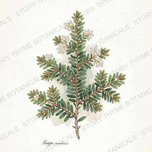 Eastern Hemlock — a print from the Plant Library collection