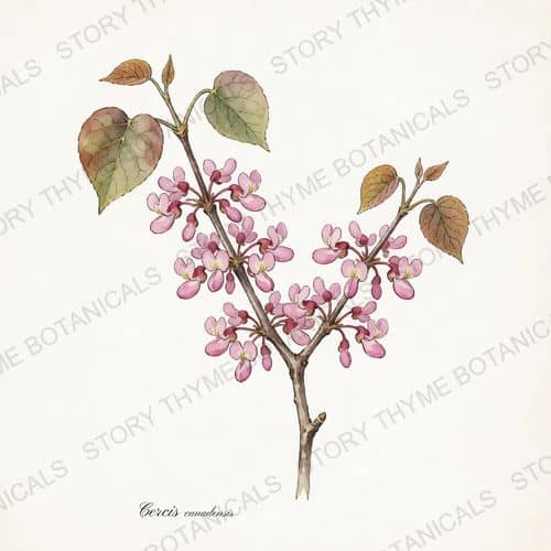 Eastern Redbud — a print from the Plant Library collection