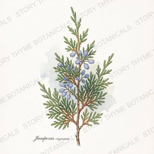 Eastern Redcedar — a print from the Plant Library collection