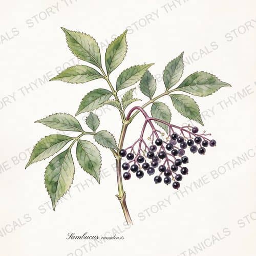 Elderberry — a print from the Plant Library collection