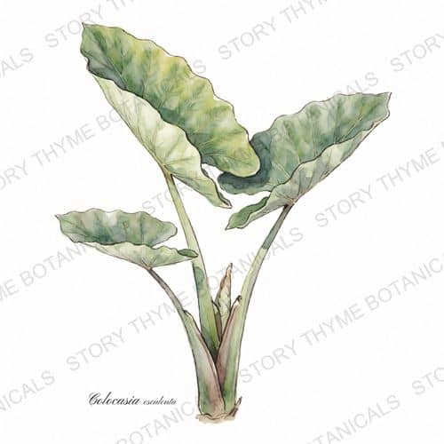 Elephant Ear — a print from the Plant Library collection