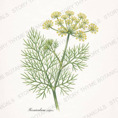 Fennel — a print from the Plant Library collection