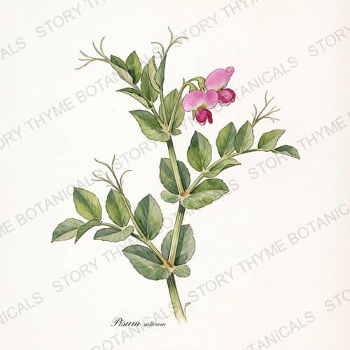 Field Pea (Austrian Winter Pea) — a print from the Plant Library collection