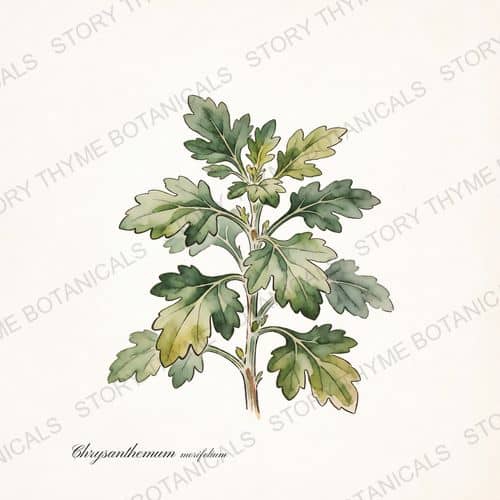 Garden Mum — a print from the Plant Library collection