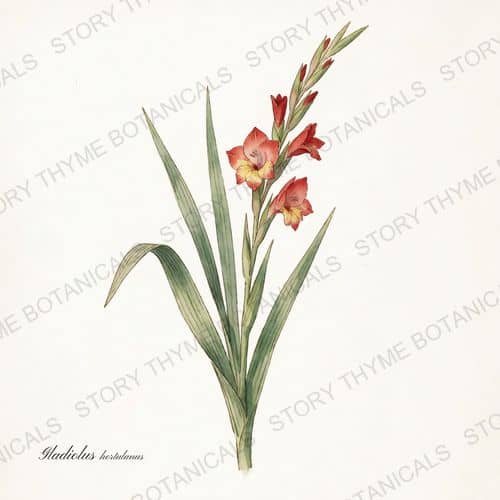 Gladiolus — a print from the Plant Library collection