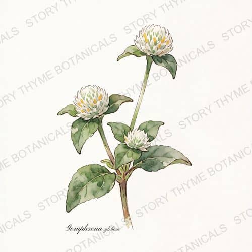 Globe Amaranth — a print from the Plant Library collection
