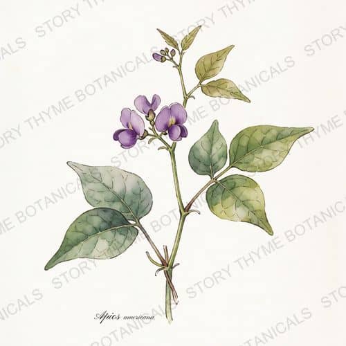 American Groundnut — a print from the Plant Library collection