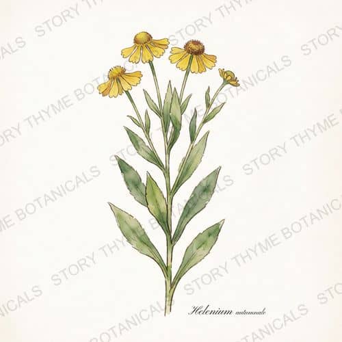 Helen's Flower (Sneezeweed) — a print from the Plant Library collection