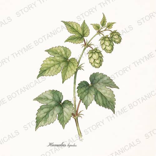 Hops — a print from the Plant Library collection
