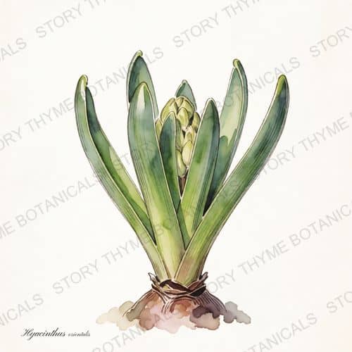 Hyacinth — a print from the Plant Library collection