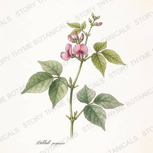 Hyacinth Bean — a print from the Plant Library collection