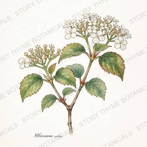 Koreanspice Viburnum — a print from the Plant Library collection