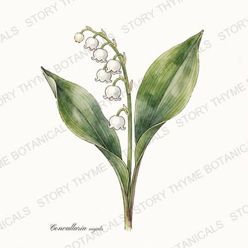 Lily of the Valley — a print from the Plant Library collection