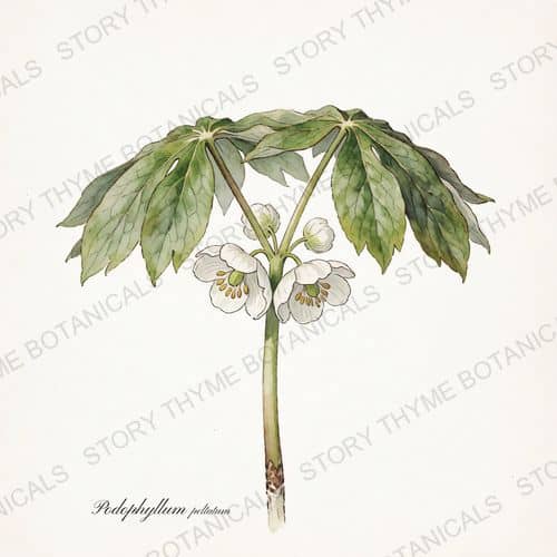 Mayapple — a print from the Plant Library collection