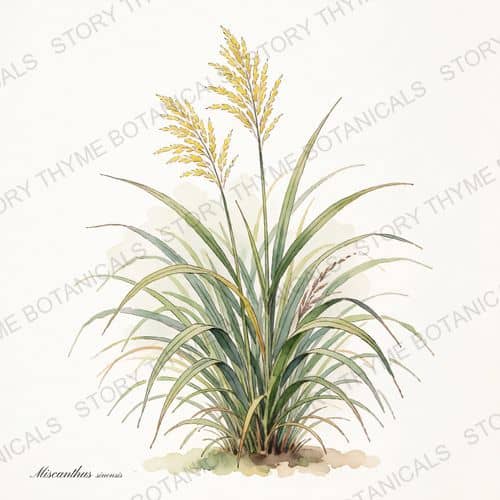 Maiden Grass — a print from the Plant Library collection