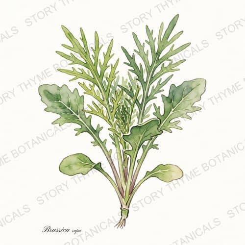 Mizuna — a print from the Plant Library collection