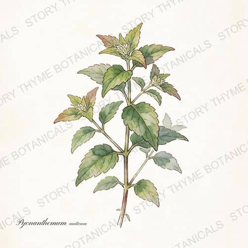 Mountain Mint — a print from the Plant Library collection