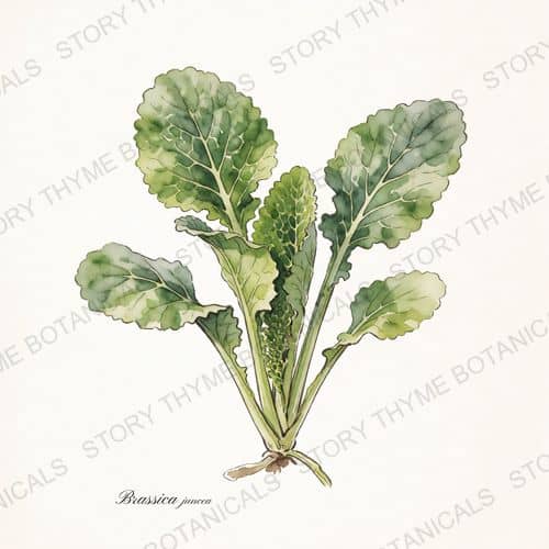 Mustard Greens — a print from the Plant Library collection
