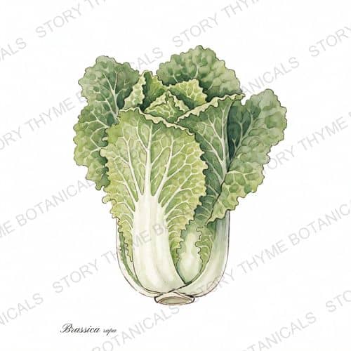 Napa Cabbage (Chinese Cabbage) — a print from the Plant Library collection