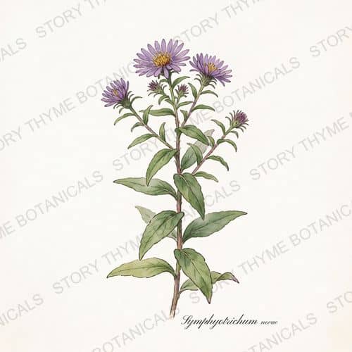 New England Aster — a print from the Plant Library collection