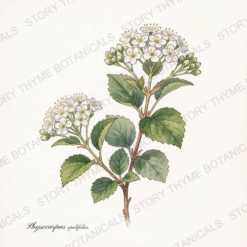 Ninebark — a print from the Plant Library collection