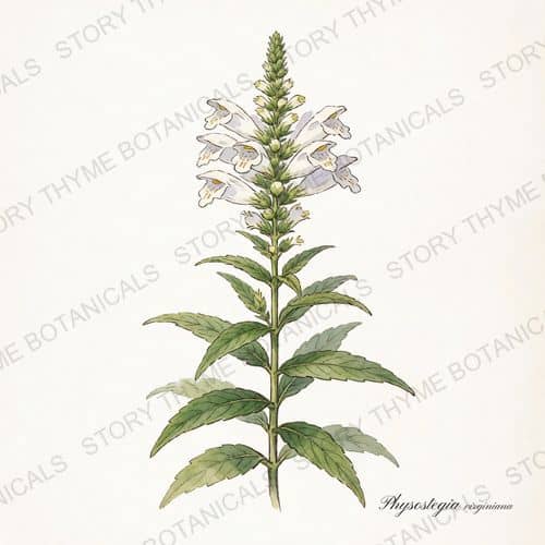 Obedient Plant — a print from the Plant Library collection