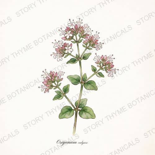 Oregano — a print from the Plant Library collection