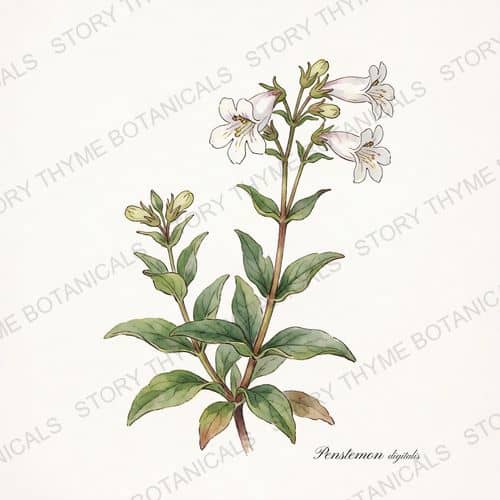 Penstemon (Beardtongue) — a print from the Plant Library collection